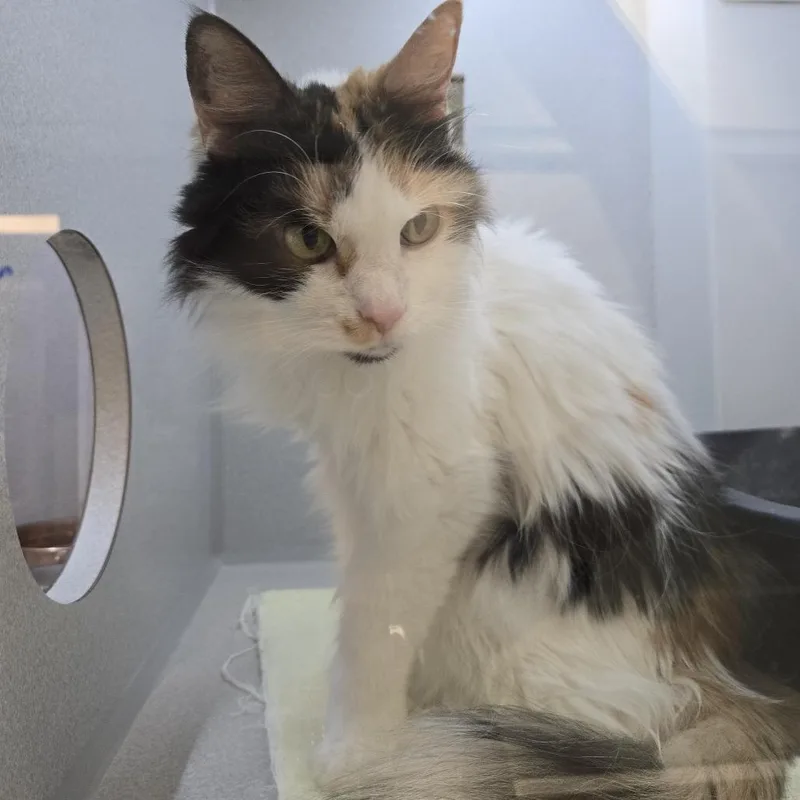 A senior medium-sized female White Domestic Medium Hair cat named Maisie for adoption in Pittsburgh, PA