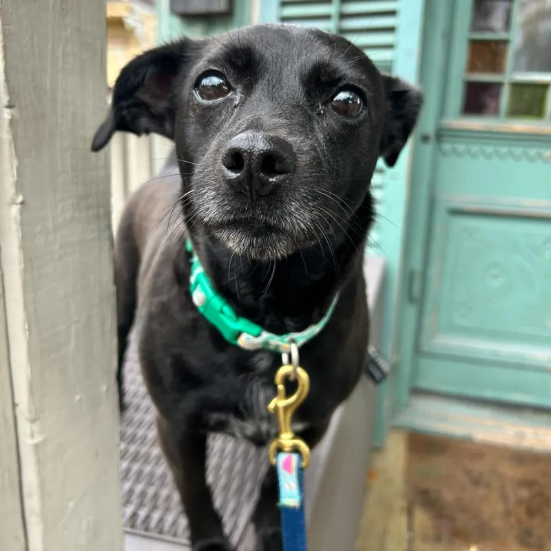 Checkers thumbnail 2