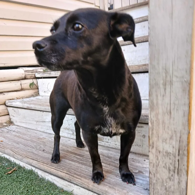 Checkers thumbnail 3