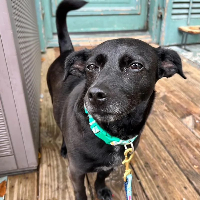 Checkers thumbnail 4