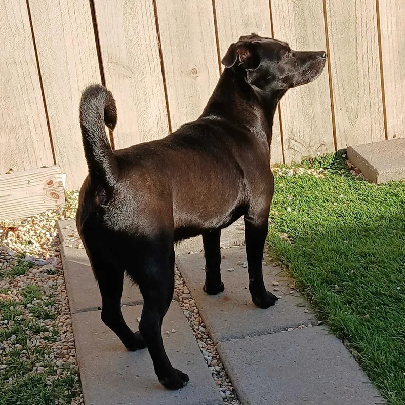 Checkers thumbnail 5