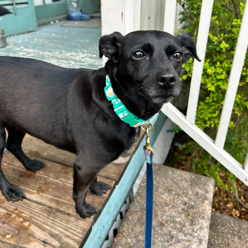 Checkers thumbnail 6