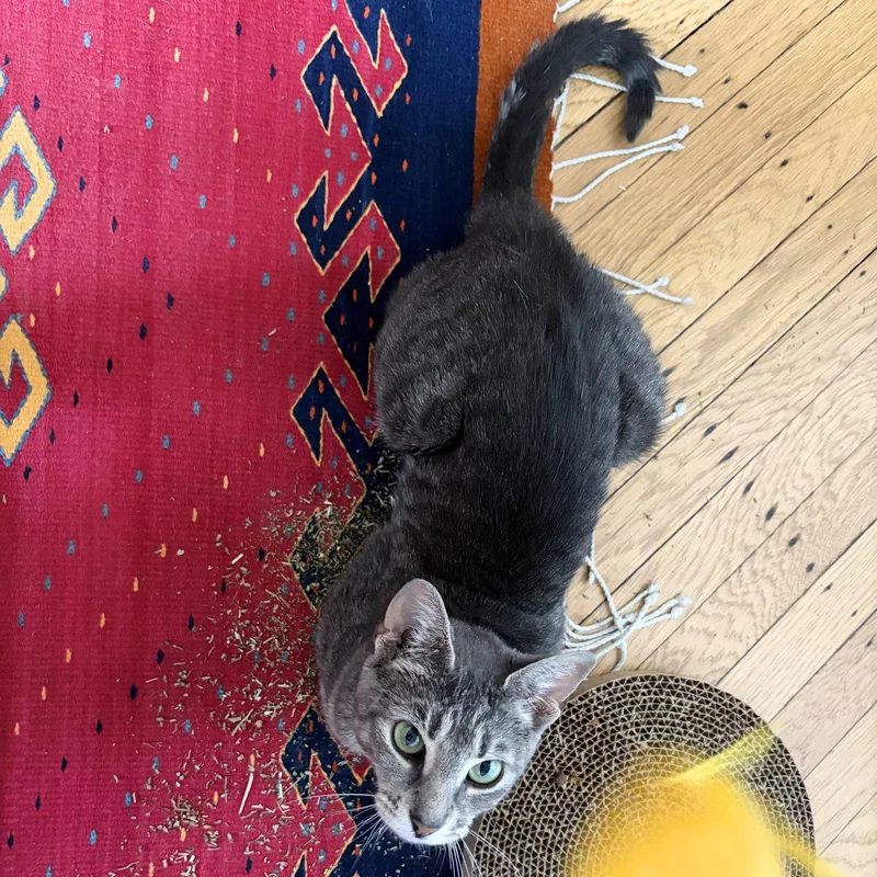 An adult medium-sized female Domestic Short Hair cat named Hummus for adoption in Brooklyn, NY