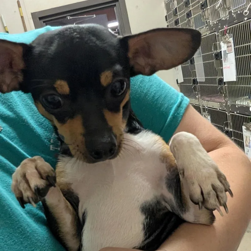 A young small-sized male Black Chihuahua dog named Slinky for adoption in Bryan, TX
