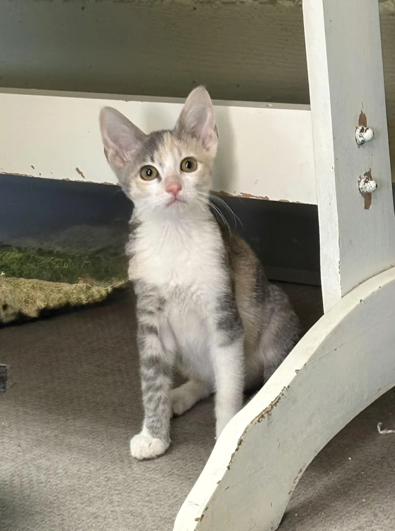 A young small-sized female Domestic Short Hair cat named Thelma for adoption in Grass Valley, CA