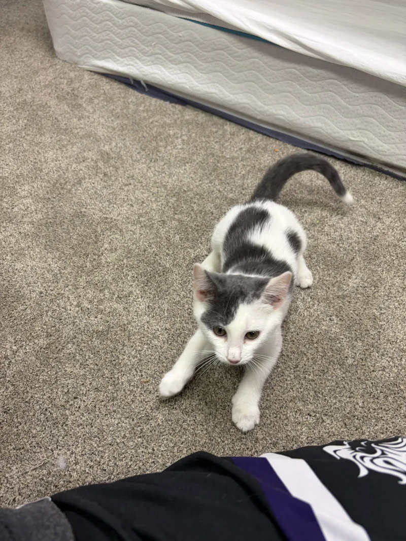 Bonnie
