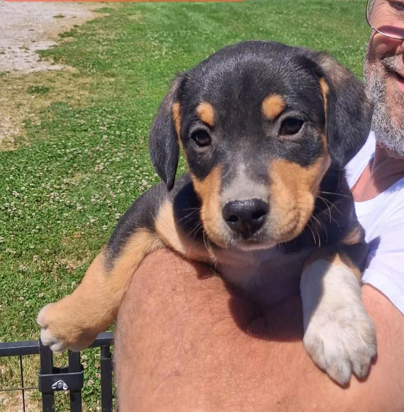 A baby medium-sized male Hound dog named Pepper for adoption in Albany, NY
