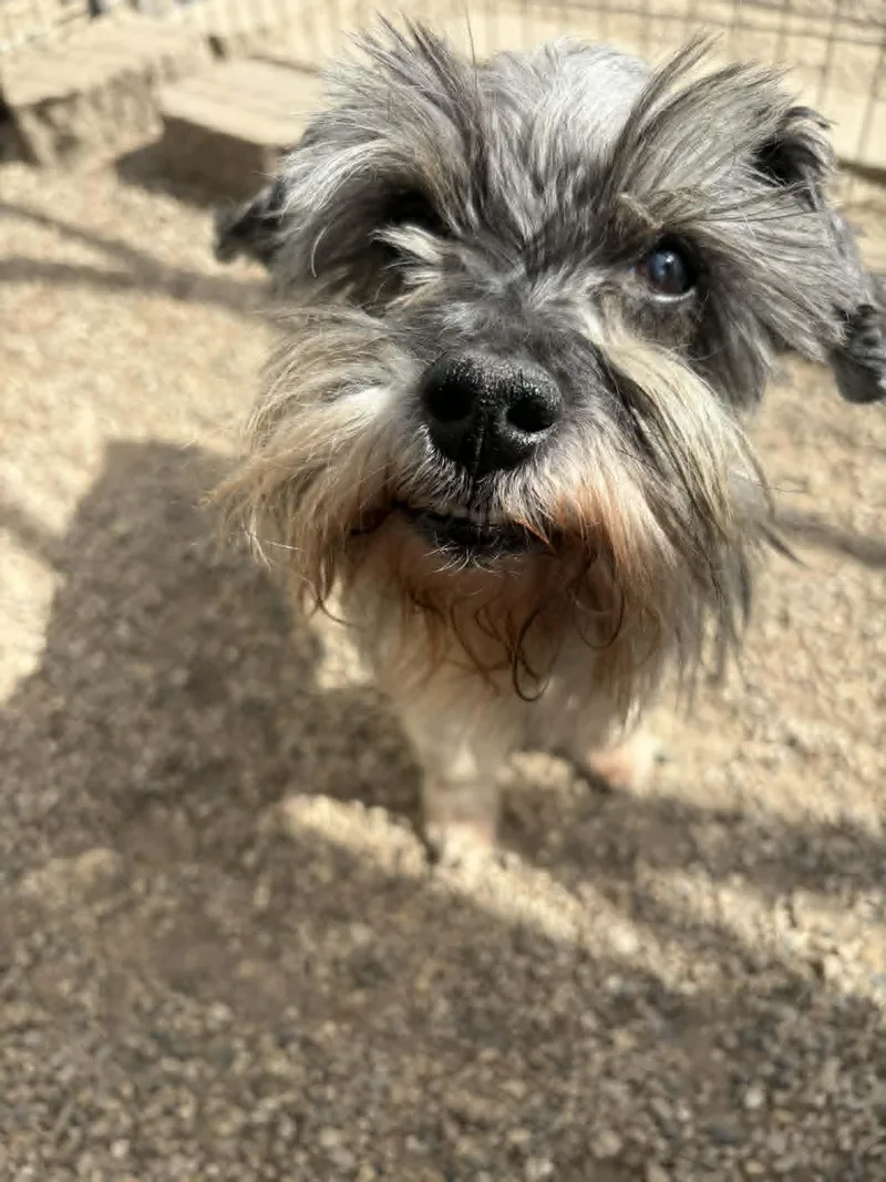 A senior small-sized male Schnauzer dog named Cupid for adoption in Mukwonago, WI