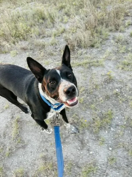 A young medium-sized male Harlequin Australian Cattle Dog / Blue Heeler dog named Jinx for adoption in Cleveland, TX
