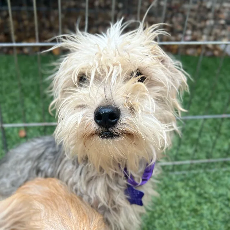 An adult small-sized male Yellow / Tan / Blond / Fawn Terrier dog named Lychee for adoption in San Francisco, CA