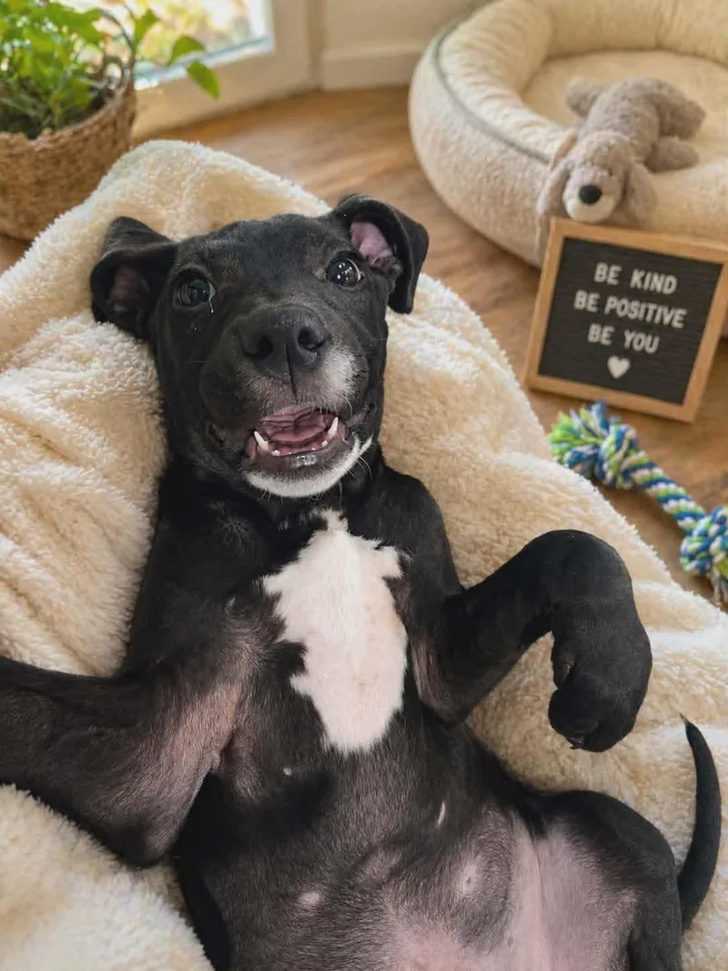 A baby medium-sized male Black Labrador Retriever dog named Token for adoption in Austin, TX