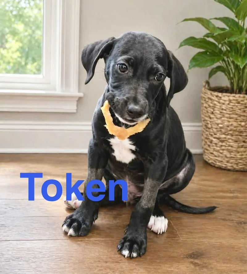 Token thumbnail 2