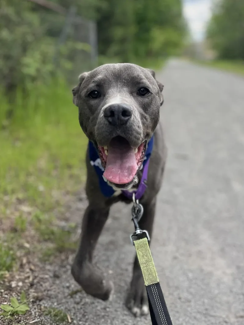 An adult medium-sized male Gray / Blue / Silver Labrador Retriever dog named Shadow for adoption in Greensburg, PA