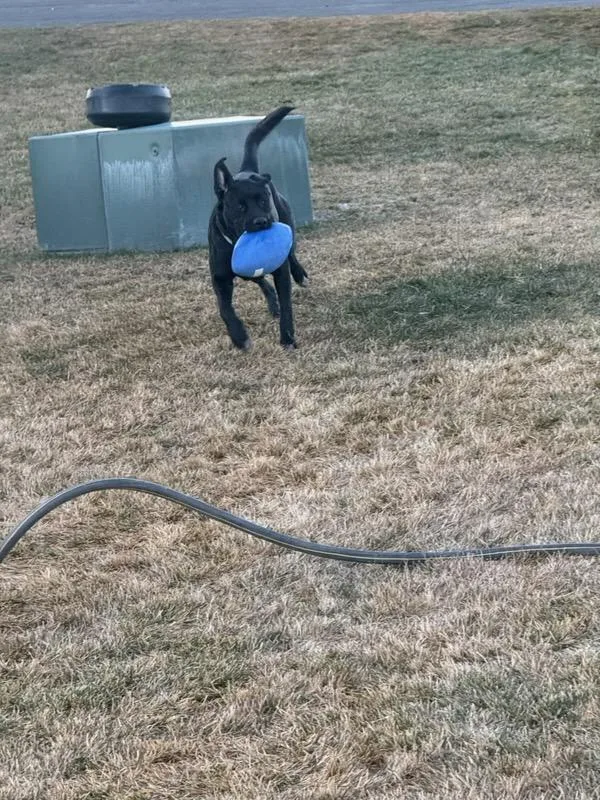 Ebony Courtesy Listing See thumbnail 2