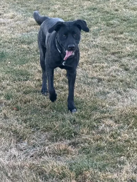 Ebony Courtesy Listing See thumbnail 3