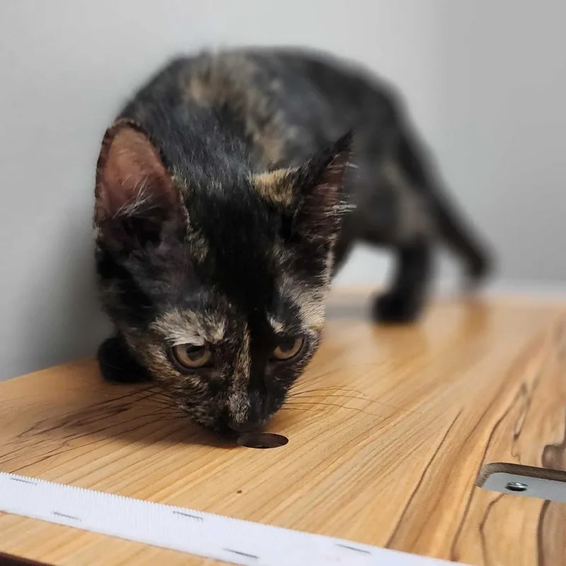 Mochi