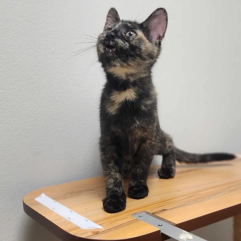 Mochi thumbnail 3