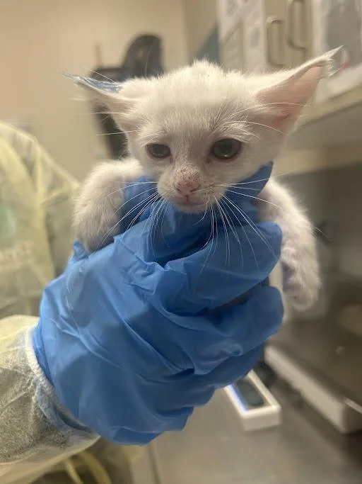 A baby small-sized male Domestic Short Hair cat named Kyle for adoption in Las Vegas, NV