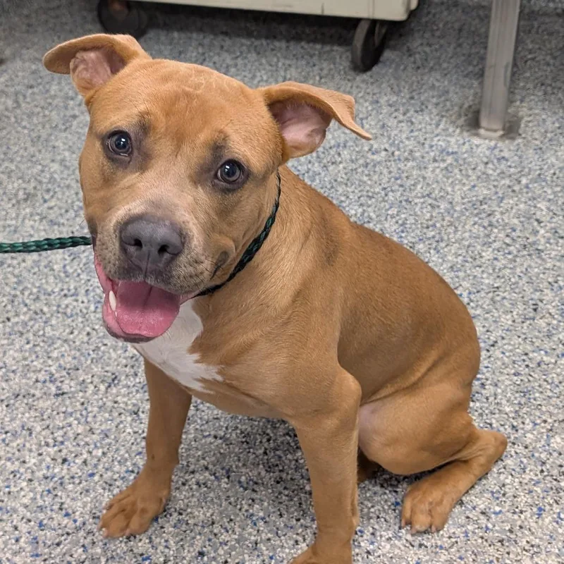An adult medium-sized male Yellow / Tan / Blond / Fawn Mixed Breed dog named Mr. Squeaker for adoption in Greenville, SC