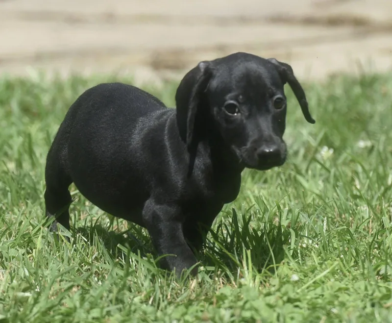 A baby small-sized male Dachshund dog named Austin for adoption in Mechanicsburg, PA