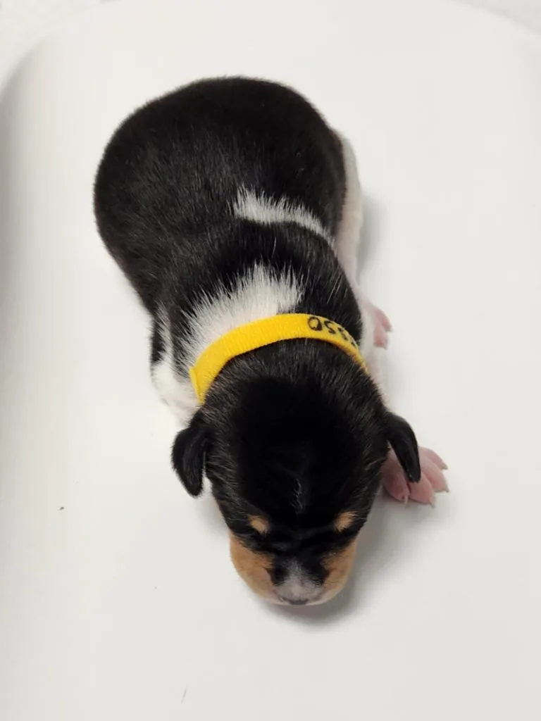 A baby small-sized male Hound dog named Espresso for adoption in Wabash, IN