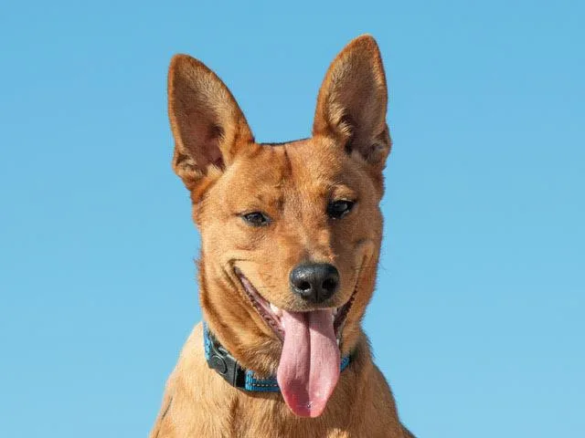 A baby medium-sized female Australian Cattle Dog / Blue Heeler dog named Maple A for adoption in San Andreas, CA