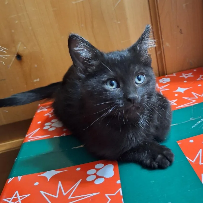 A baby small-sized male Black Domestic Short Hair cat named Aj for adoption in Grantsville, UT