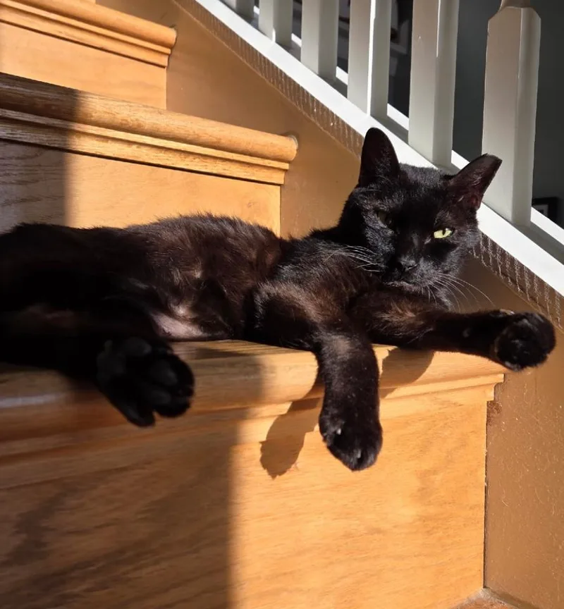 A senior medium-sized male Black Domestic Short Hair cat named Doodle for adoption in Fort Oglethorpe, GA
