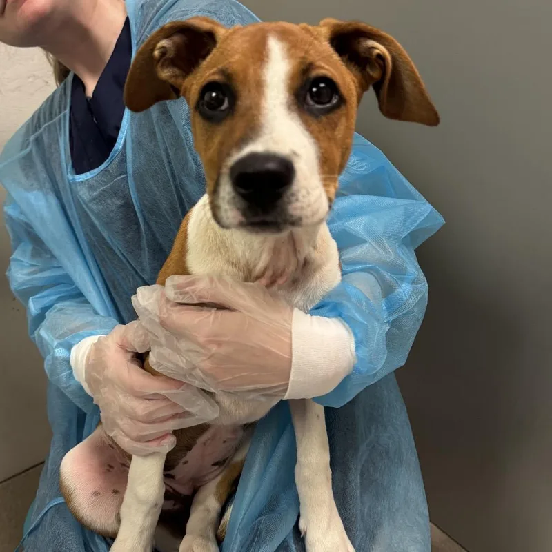 A baby medium-sized female White / Cream Mixed Breed dog named Daisy for adoption in Charleston, WV