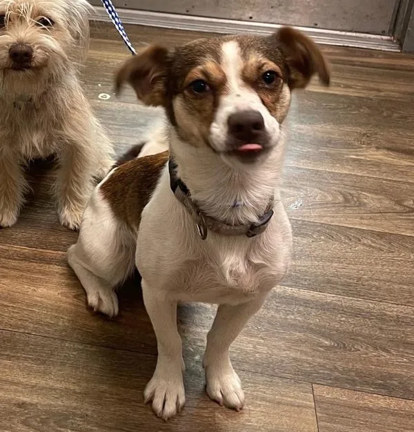 A young small-sized female Terrier dog named Sol for adoption in San Diego, CA