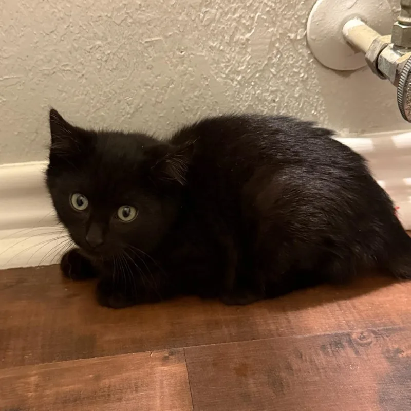 A baby small-sized male Black Domestic Medium Hair cat named Midnight for adoption in Waco, TX
