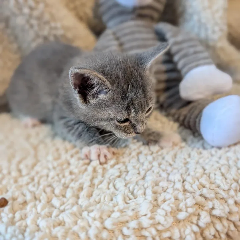 A baby small-sized female Gray / Blue / Silver Domestic Short Hair cat named Short Stop for adoption in Alexandria, VA