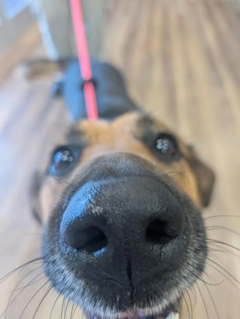 Chipmunk thumbnail 2