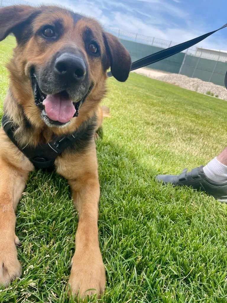 Chipmunk thumbnail 3