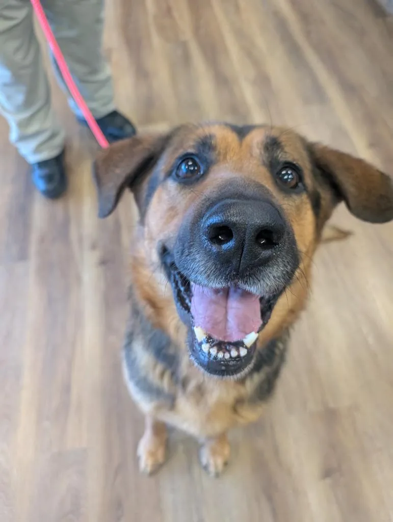 Chipmunk thumbnail 4