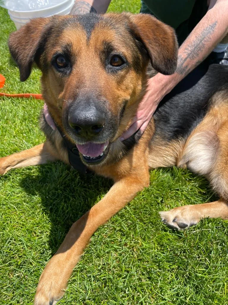 Chipmunk thumbnail 5