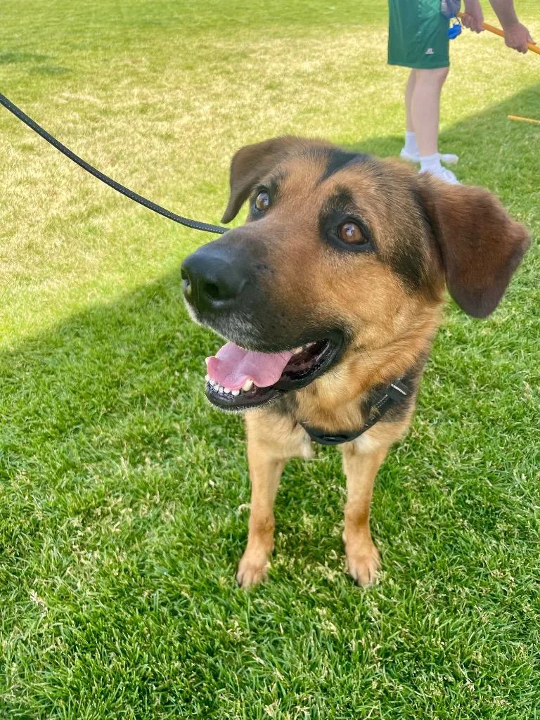 Chipmunk thumbnail 6