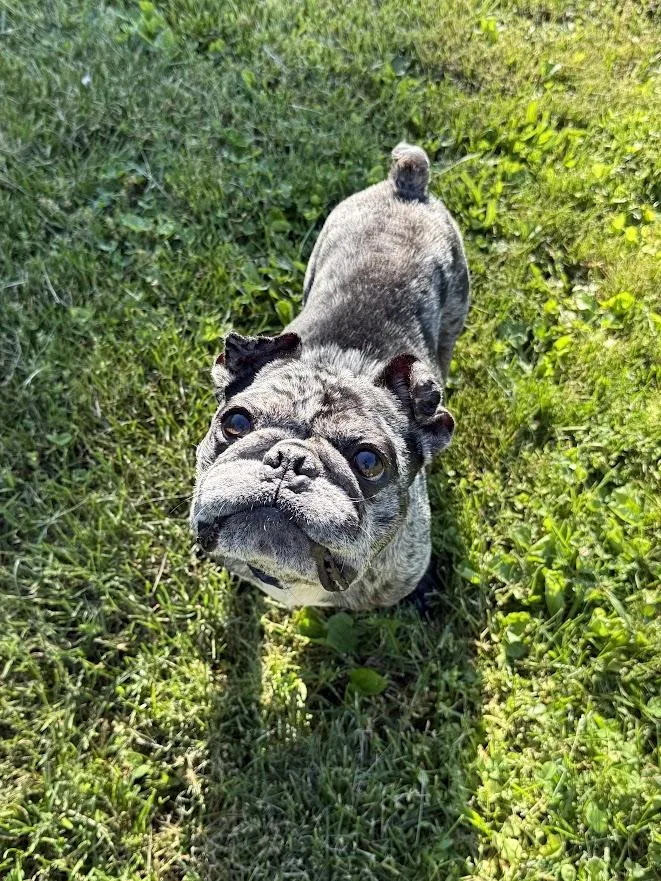 An adult small-sized male Merle (Red) French Bulldog dog named Ernie for adoption in Shermans Dale, PA