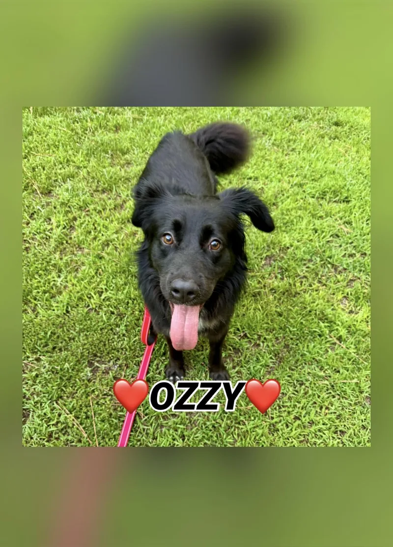 An adult medium-sized male Black Border Collie dog named Ozzy for adoption in Providence Forge, VA