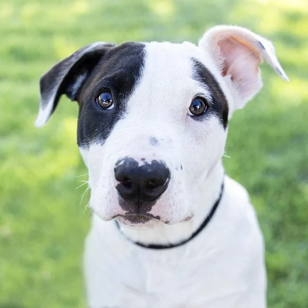 A baby medium-sized female Bull Terrier dog named Roso for adoption in Oakland, CA