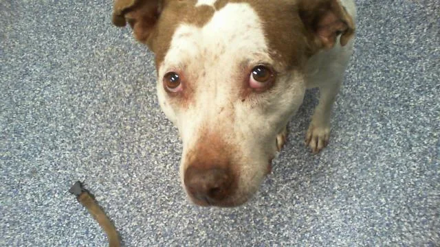 An adult large-sized female Pit Bull Terrier dog named Mia for adoption in Charlotte, NC