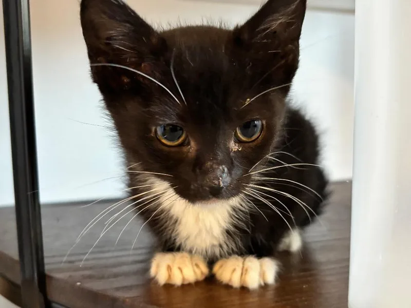 A baby small-sized female Domestic Short Hair cat named Eden for adoption in Newnan, GA