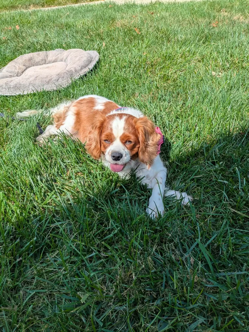 An adult medium-sized female Cavalier King Charles Spaniel dog named Autumn for adoption in Havertown, PA