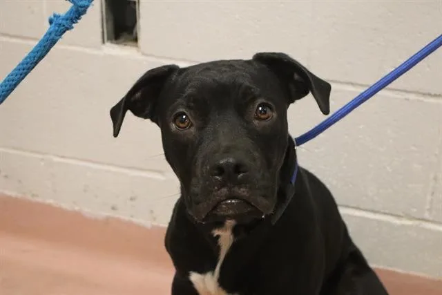 A young small-sized male Mixed Breed dog named Bentley for adoption in Columbia, SC