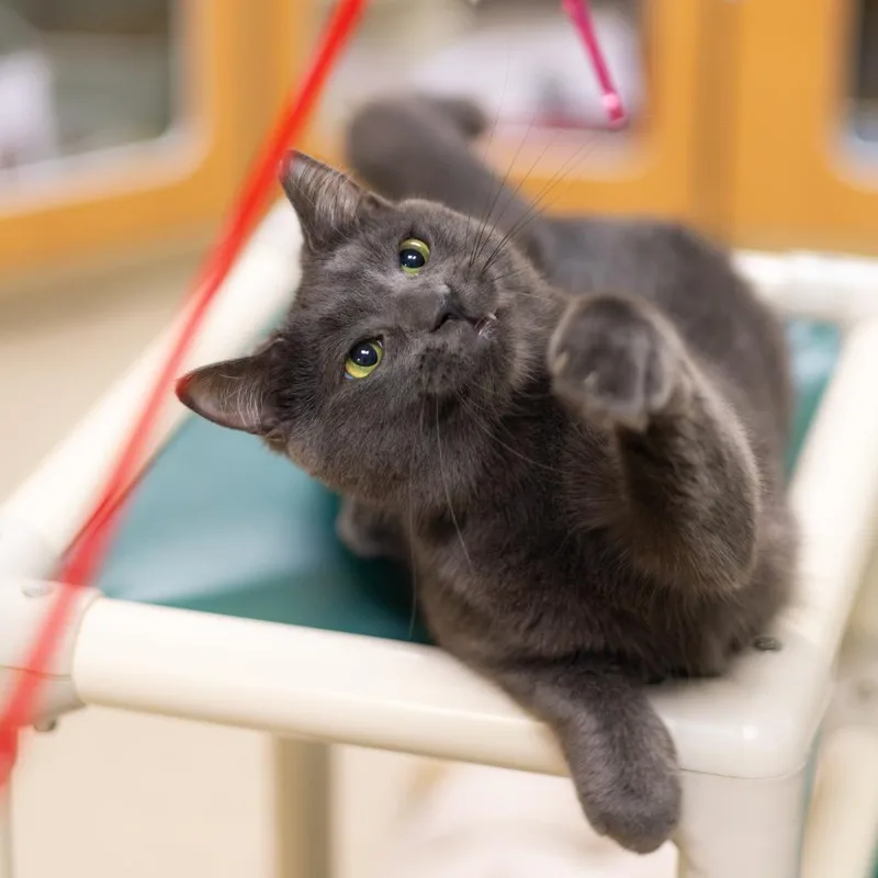 An adult medium-sized male Gray / Blue / Silver Domestic Short Hair cat named Chico for adoption in Newark, DE