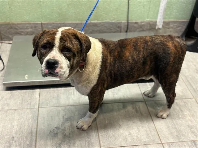 An adult large-sized male American Bulldog dog named Bronco for adoption in Grand Prairie, TX