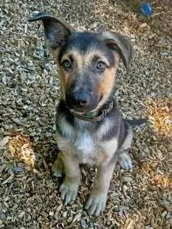 A baby large-sized male Bicolor German Shepherd Dog dog named Scout  Sarge  for adoption in Sudbury, MA