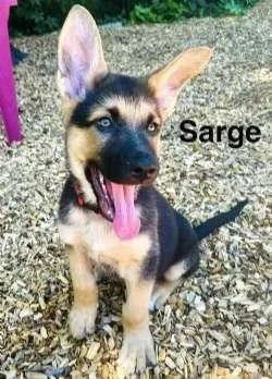 Scout  Sarge  thumbnail 2