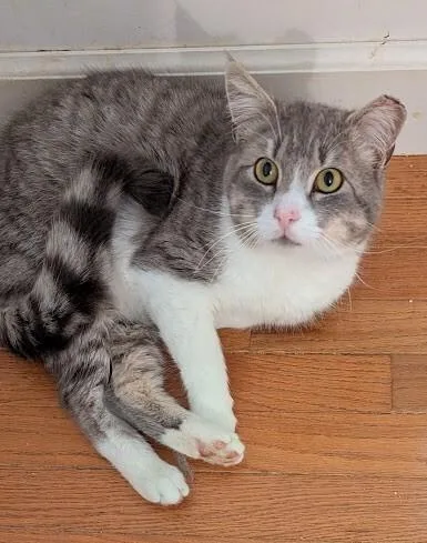 A young medium-sized male Tabby (Gray / Blue / Silver) Domestic Short Hair cat named Cody for adoption in Colmar, PA