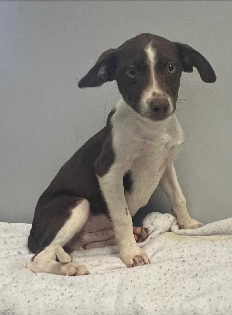 A baby medium-sized male Hound dog named Slimy for adoption in Pryor, OK